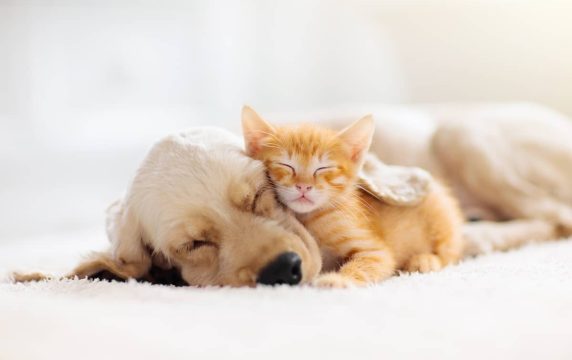 Pet Circle