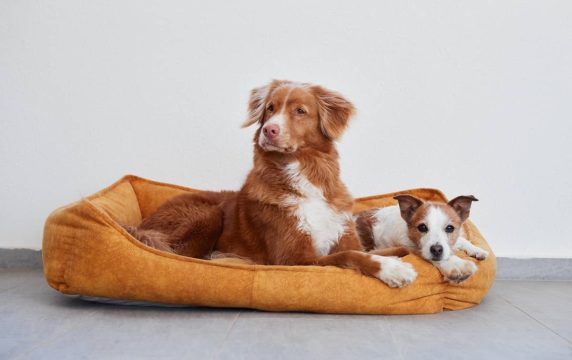 We now have pets products